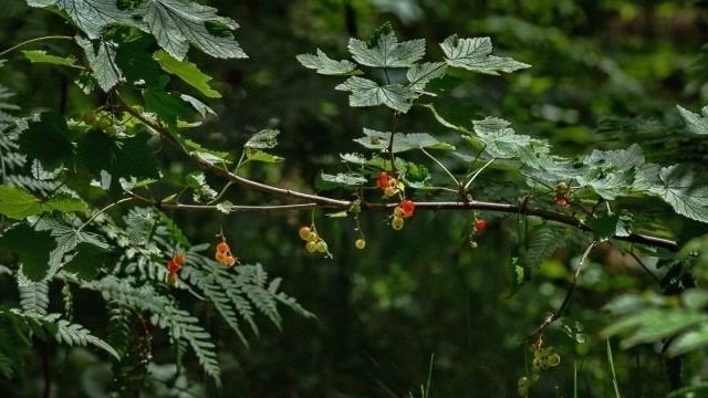 Дикая смородина (15 фото): описание и полезные свойства реписа, рецепты из лесной черной ягоды