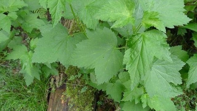 Листья смородины: лечебные свойства и противопоказания
