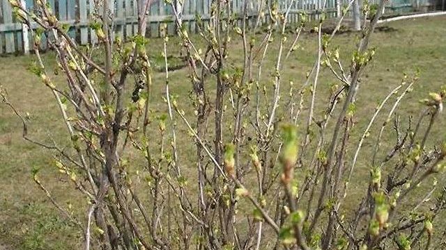 Как посадить саженцы смородины весной, рекомендации и советы