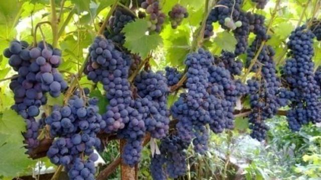 Виноград ливадийский черный — описание и характеристика сорта