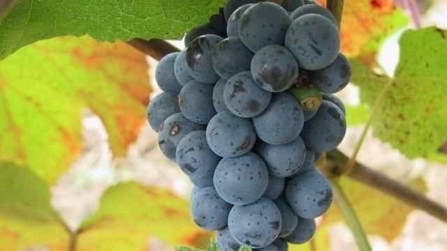 Особенности выращивания Амурского винограда