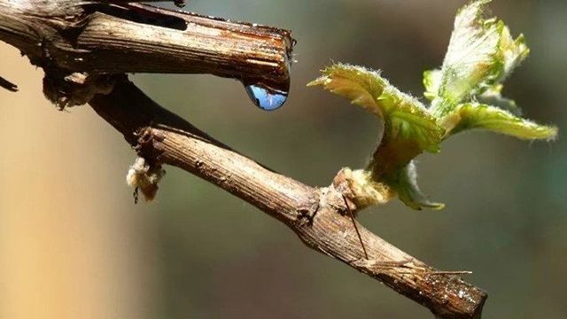 Виноград плачет весной