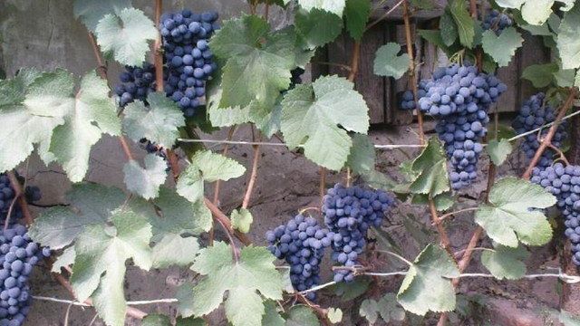 Северный виноград Саперави: описание сорта и секреты выращивания