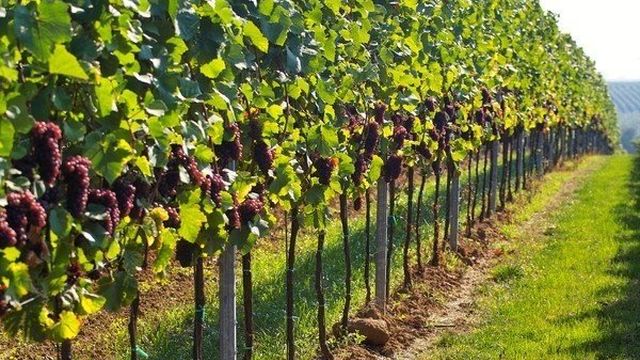 Виноград Зилга: характеристики, уход, выращивание