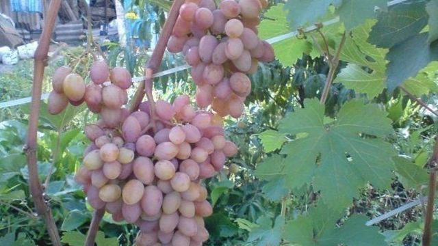 Виноград Юбилей Херсонского Дачника: описание сорта, фото, как улучшить урожайность