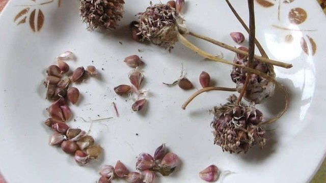 Как вырастить чеснок из семян