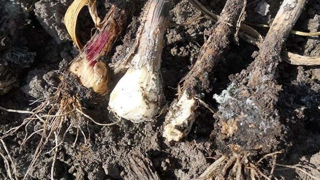 Посадка и выращивание чеснока