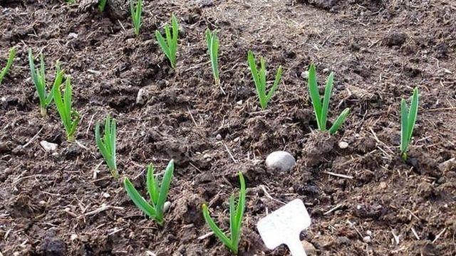 Схема посадки чеснока: современные способы подготовки почвы, грядки и посадочного материала