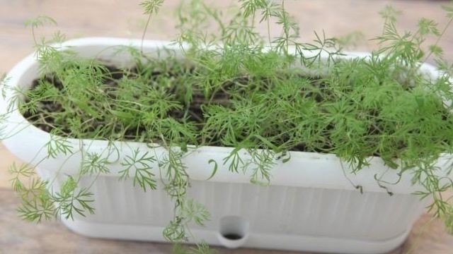 Как вырастить укроп на подоконнике? Как выращивать из семян в домашних условиях в квартире, как посадить дома и на балконе